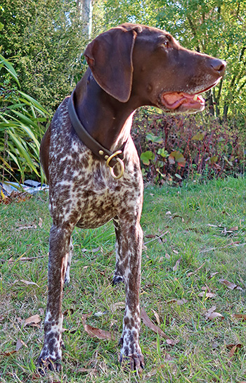  A spotty GSP. 