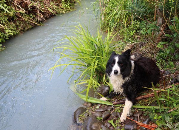  Winnie waiting by the water race. 