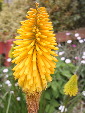  Kniphofia. 