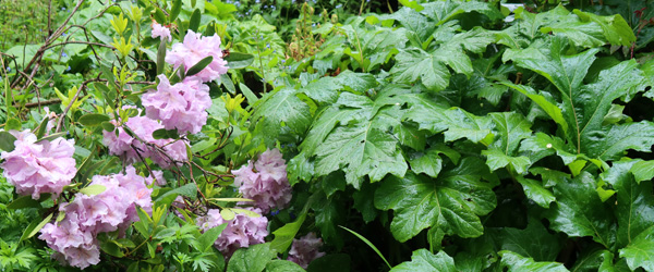  And shiny green Acanthus. 