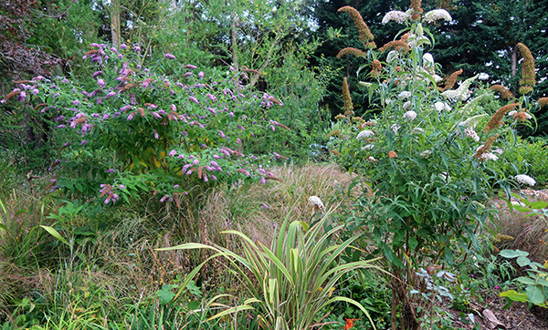  Buddleias and grasses, but where is the path? 