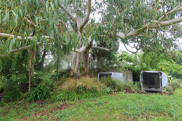  Underneath the gum tree. 