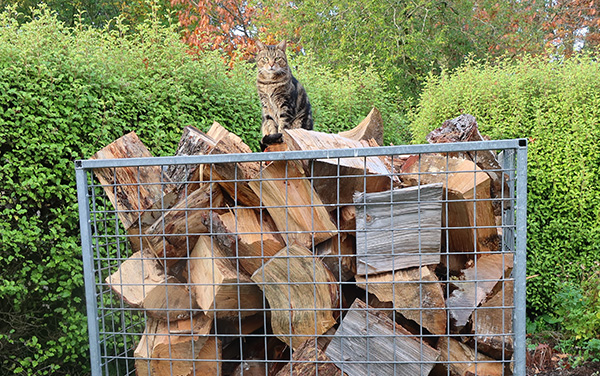  Waiting to be stacked in the woodshed - the firewood, that it, not the cat! 
