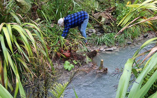  Trimming the Gunnera. 