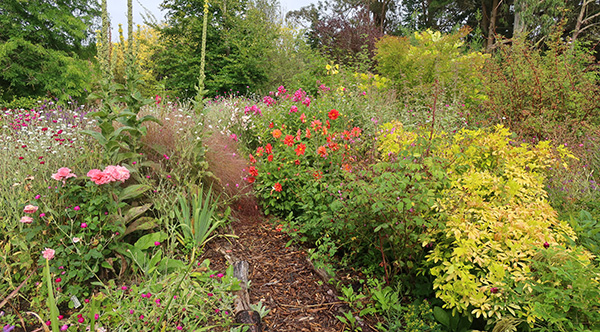  A small area in the Hump Garden. 