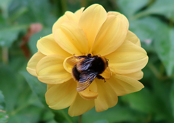  Lots of bumble bees in the garden at the moment. 