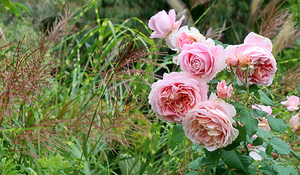  By a Miscanthus zebrinus. 