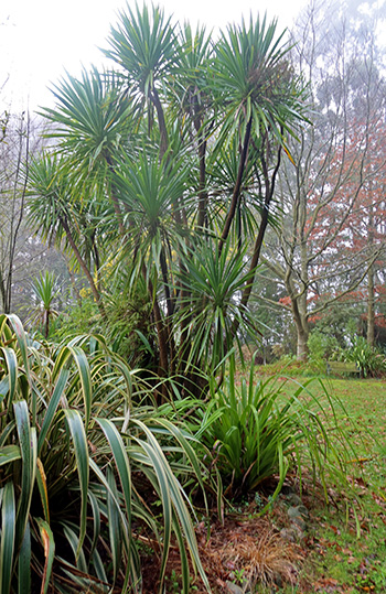  And a Phormium Tricolor. 