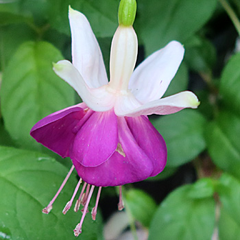  A hanging variety. 