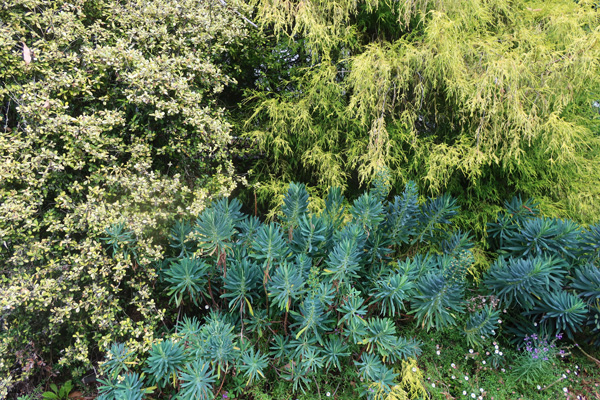  Corokia, Euphorbia, Unknown Conifer. 