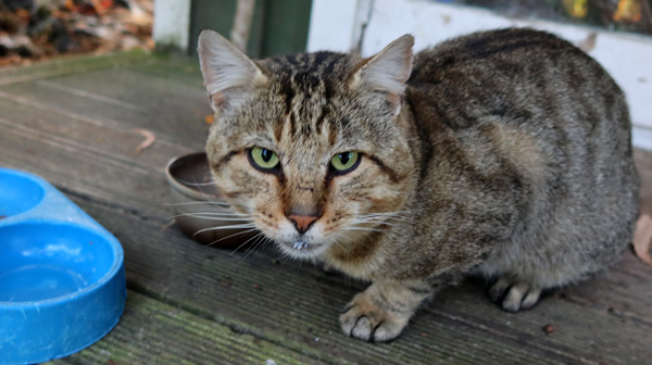  My stray mackerel tabby cat. 