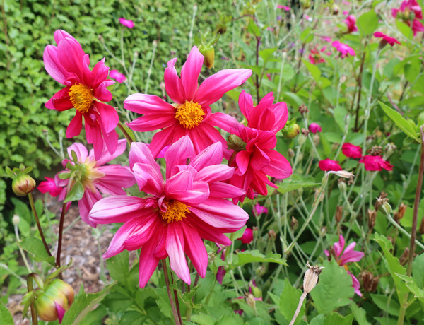  With streaky red-silver-white petals 