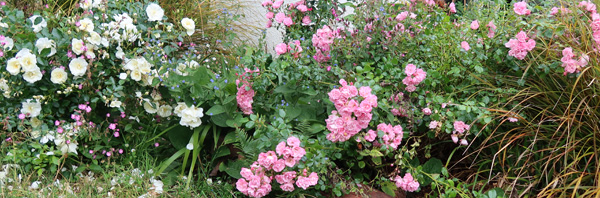  Flower Carpet roses. 