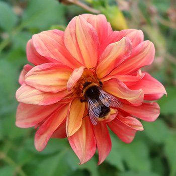  On a lovely softly striped dahlia. 