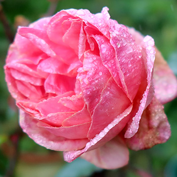  Still surviving in the Allotment Garden. 