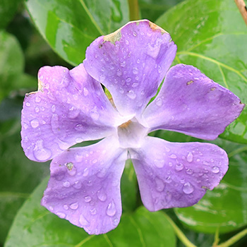  A few winter flowers - so pretty! 