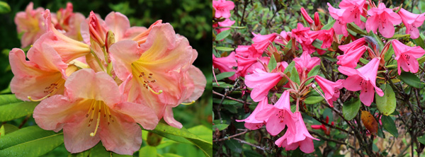 Flowering in the Island Bed, names unknown. Flowering in the Island Bed, names unknown.