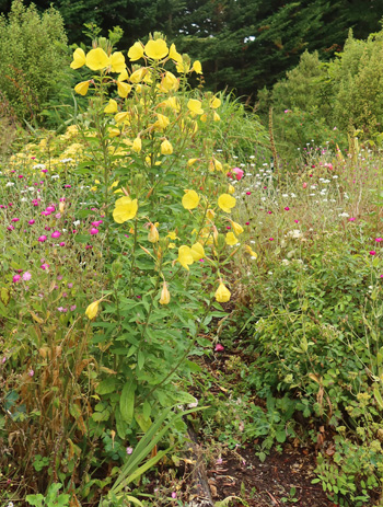 Oenethera - a weedy yellow flower. Oenethera - a weedy yellow flower.
