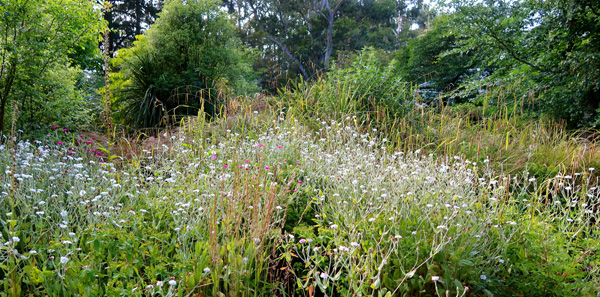 In the messy end of the Hump Garden. In the messy end of the Hump Garden.