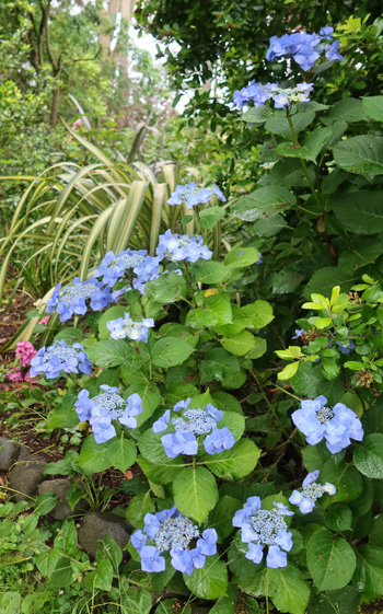 Growing near the glass-house. Growing near the glass-house.