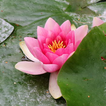 In the pond, by the fishing gnomes. In the pond, by the fishing gnomes.