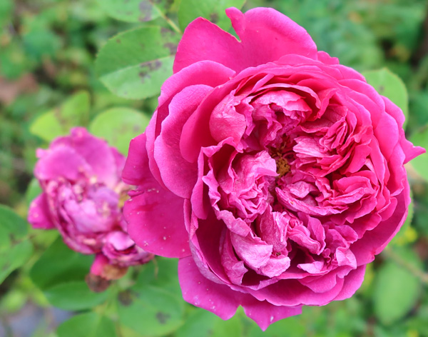Flowering in late May - nearly winter. Flowering in late May - nearly winter.