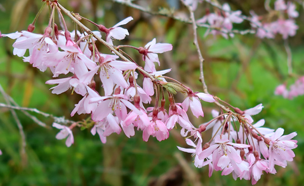  The second big tree in my garden to flower. 