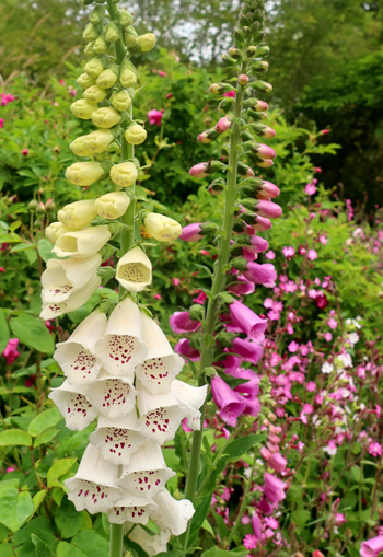 I love them. So do the bumble bees. I love them. So do the bumble bees.