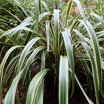  In Middle Garden. 