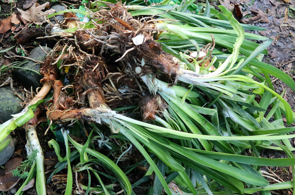 So many to plant! And so much space wherein to plant them! So many to plant! And so much space wherein to plant them!