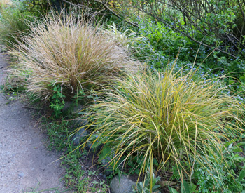  Anemanthele grasses surrounded by Alkanet. 