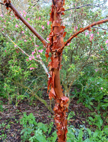 Beautiful brown peeling bark. Beautiful brown peeling bark.