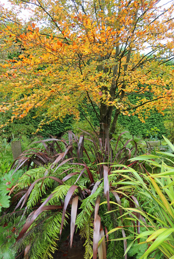 The Copper Beech tree. The Copper Beech tree.