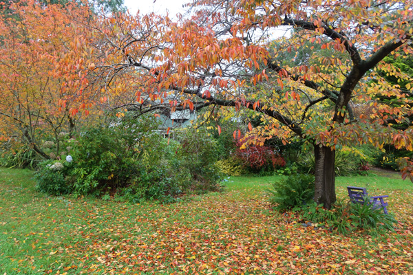 With its big autumn trees - all Prunuses. With its big autumn trees - all Prunuses.