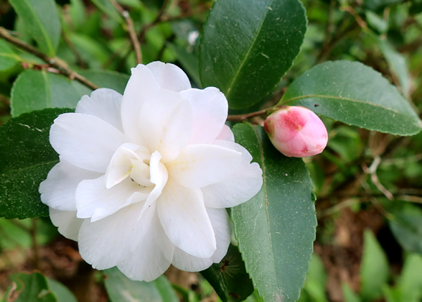 A rehomed Camellia, first year to flower properly. A rehomed Camellia, first year to flower properly.