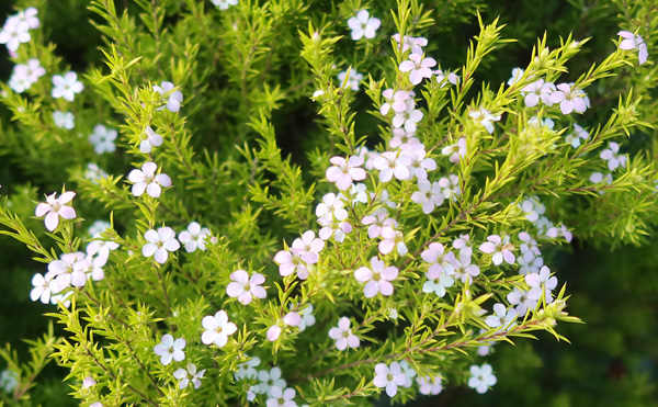 Breath of Heaven - flowering now (not sure that it should be). Breath of Heaven - flowering now (not sure that it should be).