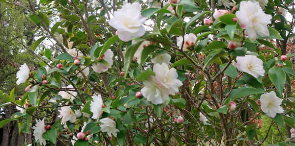  Please, no frosts to brown off the flowers. 