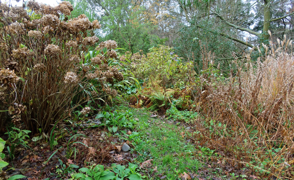 A bit early to prune the Hydrangeas. A bit early to prune the Hydrangeas.