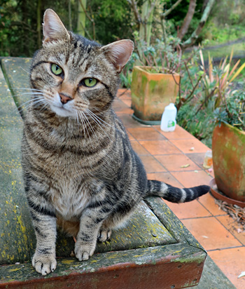 Sitting on the patio table watching the birdies. Sitting on the patio table watching the birdies.
