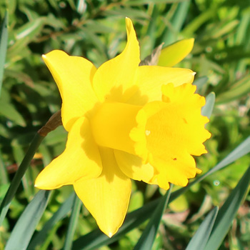  Only one in five are flowering. Should feed them? 