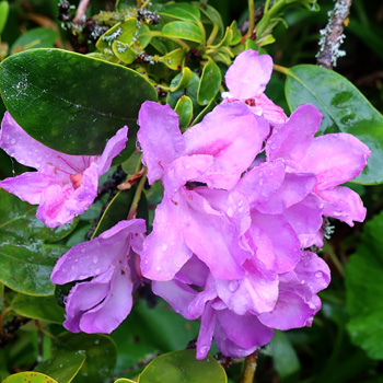 By the water race. By the water race.