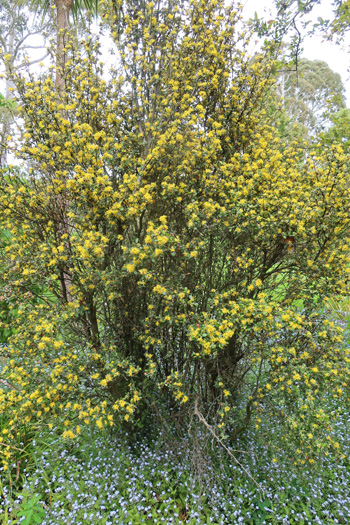 In the Driveway Garden.   In the Driveway Garden.