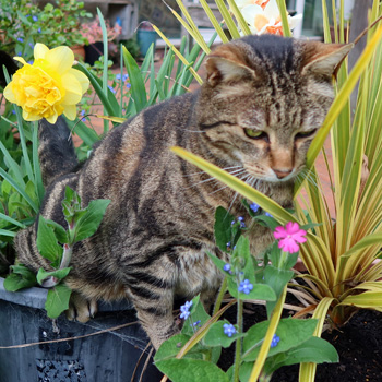  Fertilising the patio pots... 