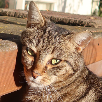 Smooching the patio table. Smooching the patio table.