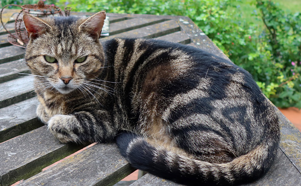 Beautiful big tabby cat! Beautiful big tabby cat!
