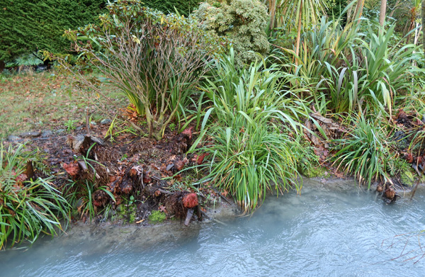 But what to do with all the Carexes? But what to do with all the Carexes?