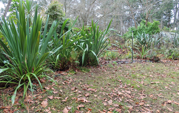The big green Phormiums are tidied up. The big green Phormiums are tidied up.