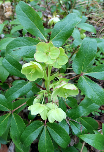 Helleborus viridis. Helleborus viridis.