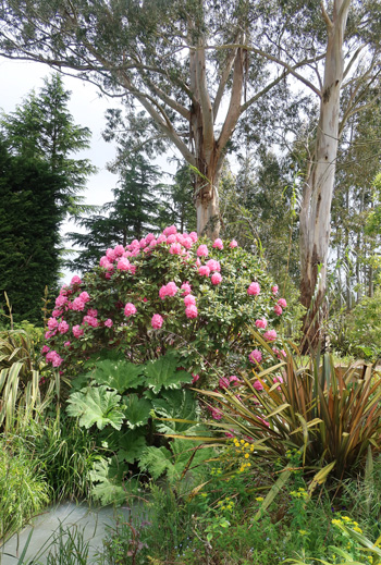 Alice rhododendron, Gunnera, Phormiums, and a huge Gum Tree on the boundary. Alice rhododendron, Gunnera, Phormiums, and a huge Gum Tree on the boundary.