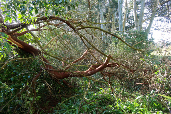 Half a tree... Half a tree...